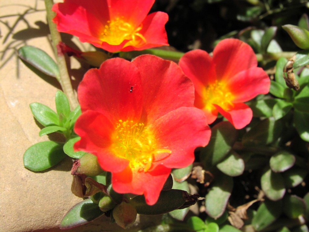 gal/2005 ete - Fleurs/Fleurs-1010154.jpg